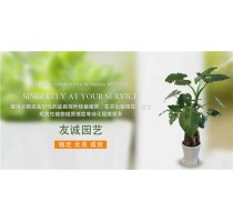 无锡绿植养护电话 无锡绿植养护公司 友诚供